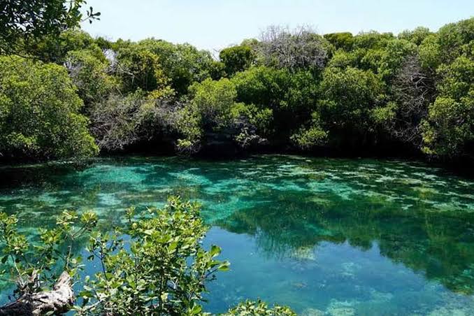 Clear lagoon water surrounded by mangroves on Mafia Island