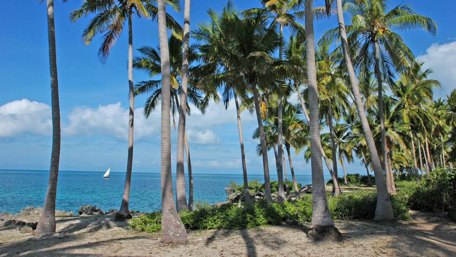 Palm-lined Coast