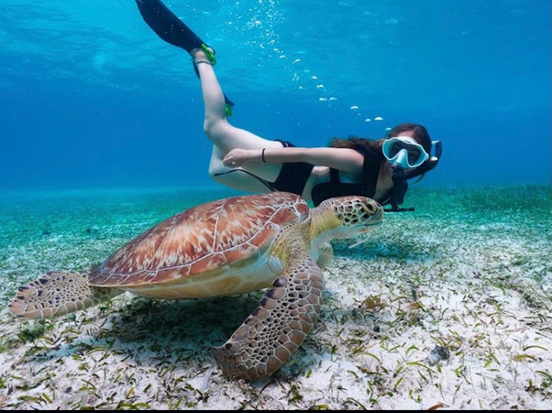 Snorkeling with a Turtle