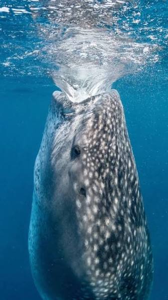 Whale Shark Feeding