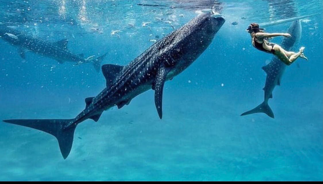 Whale Sharks off Kilindoni